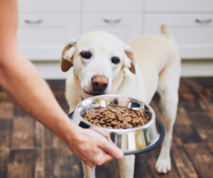 alimentation-chien