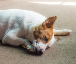 flatulence-chien