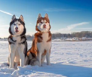husky-sibérien