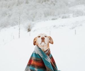 chien-froid