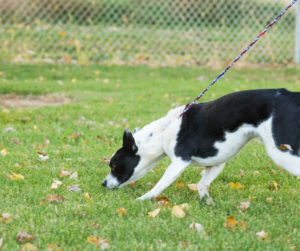 chien-tire-en-laisse