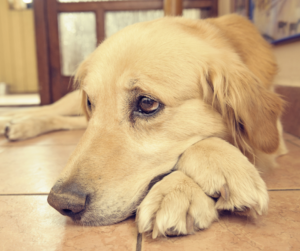 anxiété de séparation chien