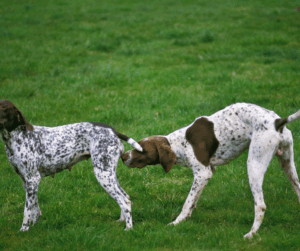cycle de reproduction chien