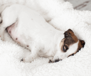 chaleurs chez la chienne