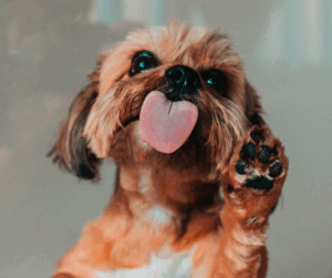 pourquoi mon chien me lèche