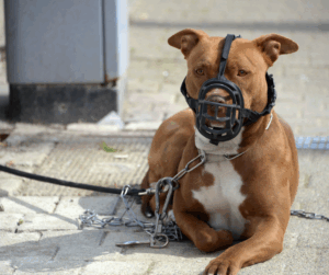chiens catégorisés 2025