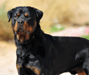 réglementation chiens dangereux 2025
