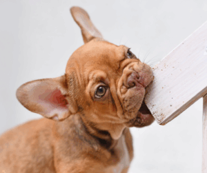 chiot destructeur en absence dans la maison